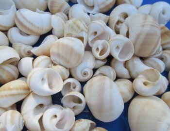 Wholesale Natical Vitellus Moon Snail Shell (3/4"-1-1/2") - 1 kilo bag @ $4.00/kilo (Min: 2 kilos)
