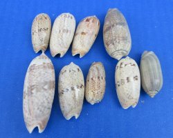 Olive bulbiformis Shells for Crafts 1 to 2 inches - $10.00/Kilo (Min: 2 Kilos)