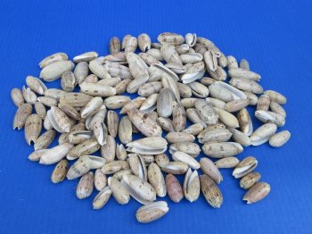 Olive bulbiformis Shells for Crafts 1 to 2 inches - $10.00/Kilo (Min: 2 Kilos)