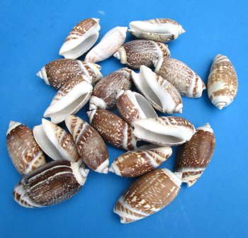 Olive Gibbosa Shells for Crafts 1 to 1-1/2 inches - Case 20 kilos @ $6.00/kilo
