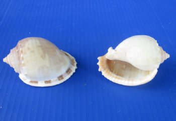 Wholesale Plain Bonnet Shells, phalium glaucum, 4 to 4-3/4 inches - 10 pcs @ $1.00 each