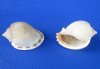 Wholesale Plain Bonnet Shells, phalium glaucum, 3 to 4 inches - Packed: 10 pcs @ $.50 each; Packed: 100 pcs @ $.45 each