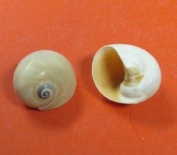 Wholesale Shark's eye shells for crafts 1 inch to 1-1/2 inch - 100 pcs @ $.15 each; 500 pcs @ $.12 each