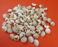 Wholesale Shark's eye shells for crafts 1-1/2 inch to 2 inch - 100 pcs @ $.20 each; 500 pcs @ $.18 each