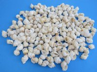 Tranquebar Goblet Shells 1-1/4" to 1-1/2", Cantharus Tranquebaricus - 100 pcs @ $.15 each; 500 pcs @ $.13 each