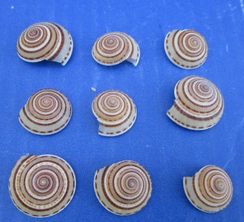 Wholesale sundial shells 3/4 to 1 inches - 200 pcs @ $.13 each; 800 pcs @ $.11 each