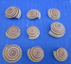 Wholesale sundial shells 3/4 to 1 inches - 200 pcs @ $.13 each; 800 pcs @ $.11 each