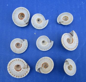 Wholesale sundial shells 3/4 to 1 inches - 200 pcs @ $.13 each; 800 pcs @ $.11 each