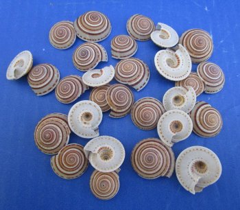 Wholesale sundial shells 3/4 to 1 inches - 200 pcs @ $.13 each; 800 pcs @ $.11 each