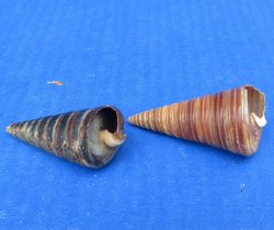 Wholesale Natural Telescope (Telescopium telescopium) snail seahells - 25 pcs @  $.30 each; 200 pcs @ $.27 each