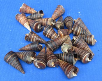 Wholesale Natural Telescope (Telescopium telescopium) snail seahells - 25 pcs @  $.30 each; 200 pcs @ $.27 each