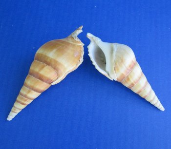 Tibia Curta Seashells 3 to 5 inches - 25 pcs @ $.35 each; 200 pcs @ $.30 each