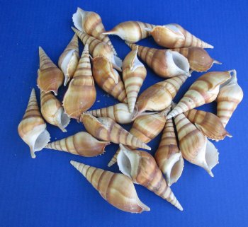 Tibia Curta Seashells 3 to 5 inches - 25 pcs @ $.35 each; 200 pcs @ $.30 each
