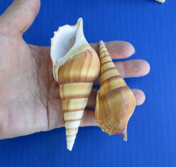 Tibia Curta Seashells 3 to 5 inches - 25 pcs @ $.35 each; 200 pcs @ $.30 each