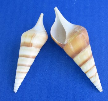 Tibia Curta Seashells 3 to 3.5 inches - 50 pcs @ $.25 each; 300 pcs @ $.22 each