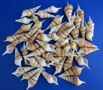 Tibia Curta Seashells 3 to 3.5 inches - 50 pcs @ $.25 each; 300 pcs @ $.22 each