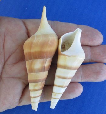 Tibia Curta Seashells 3 to 3.5 inches - 50 pcs @ $.25 each; 300 pcs @ $.22 each