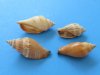 wholesale brown chulla strombus conch shells in bulk bags 1"-2-1/2" - Minimum: 1 Gallon @ $4.50 a gallon; 10 gallons or More @ $4.00 a gallon