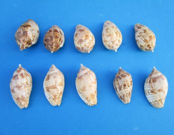 2 to 2-1/2 inch Volute Lapponica Shells - 50 pcs @ $.22 each; 300 pcs @ $.20 each