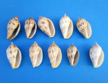 2 to 2-1/2 inch Volute Lapponica Shells - 50 pcs @ $.22 each; 300 pcs @ $.20 each