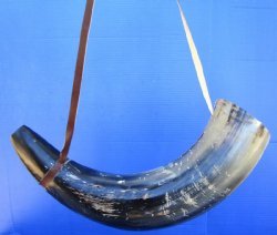 Buy this 24 inch Polished Buffalo blowing horn with leather strap for $30