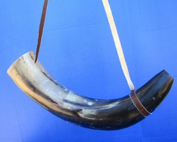 Buy this 24 inch Polished Buffalo blowing horn with leather strap for $30