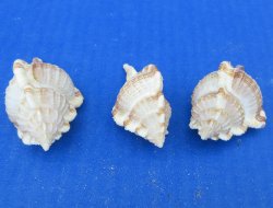 Wholesale Murex Serratospinosus Seashell (2"-3") - 50 pcs @ $.20 each; 250 pcs @ $.18 each