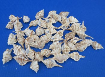 Wholesale Murex Serratospinosus Seashell (2"-3") - 50 pcs @ $.20 each; 250 pcs @ $.18 each