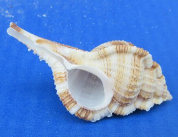 Wholesale Murex Serratospinosus Seashell (2"-3") - 50 pcs @ $.20 each; 250 pcs @ $.18 each