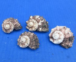 Natural Black Angaria delphinus Craft Shell Wholesale - 25 pcs @ $.15 each; 300 pcs @ $.13 each