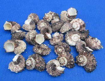 Natural Black Angaria delphinus Craft Shell Wholesale - 25 pcs @ $.15 each; 300 pcs @ $.13 each