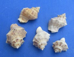 Wholesale Thais Lacera Murex Shells (1" to 1-1/2") - 1 kilo bag @ $4.50/kilo (Min: 2 kilos)