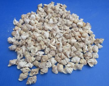 Wholesale Thais Lacera Murex Shells (1" to 1-1/2") - 1 kilo bag @ $4.50/kilo (Min: 2 kilos)