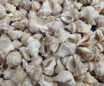 Wholesale Thais Lacera Murex Shells (1" to 1-1/2") - 1 kilo bag @ $4.50/kilo (Min: 2 kilos)