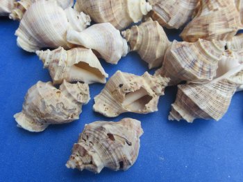 Wholesale Thais Lacera Murex Shells (1" to 1-1/2") - 1 kilo bag @ $4.50/kilo (Min: 2 kilos)