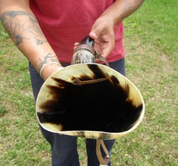 Buy this 17 inch Polished Buffalo blowing horn with leather strap for $20