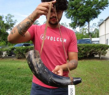 Buy this 17 inch Polished Buffalo blowing horn with leather strap for $20