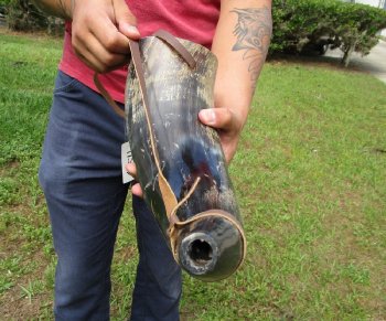 Buy this 17 inch Polished Buffalo blowing horn with leather strap for $20