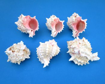 Pink mouth murex shells, with slight shine 3 to 4 inches - 10 pcs @ $1.10 each; 80 pcs @ $.99 each