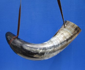 Buy this 22 inch Polished Buffalo blowing horn with leather strap for $25