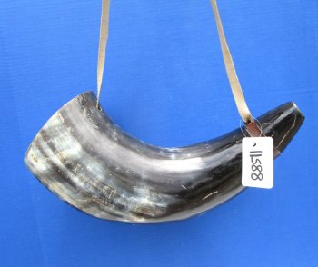 Buy this 21 inch Polished Buffalo blowing horn with leather strap for $25