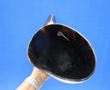 Buy this 21 inch Polished Buffalo blowing horn with leather strap for $25