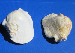 Wholesale 6 to 7 inch Strombus Lattissumus - 2 pcs @ $6.00 each; 12 pcs @ $5.00 each
