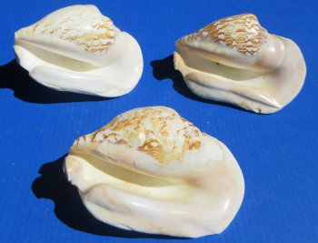Wholesale 6 to 7 inch Strombus Lattissumus - 2 pcs @ $6.00 each; 12 pcs @ $5.00 each