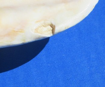 Wholesale 6 to 7 inch Strombus Lattissumus - 2 pcs @ $6.00 each; 12 pcs @ $5.00 each