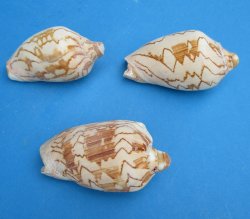 Cymbiola Noblis, No...