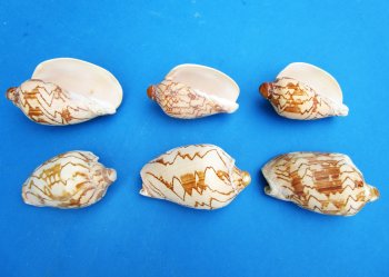 Cymbiola Noblis, Noble Volute 3 inches to 4 inches - 10 pcs @ $.60 each; 100 pcs @ $.54 each