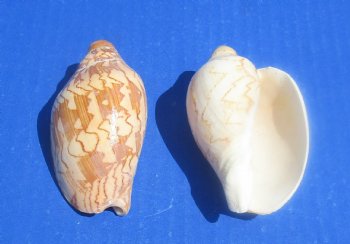 Wholesale Cymbiola Noblis, Noble Volute 3 inches to 4 inches - 10 pcs @ $.50 each; 100 pcs @ $.45 each