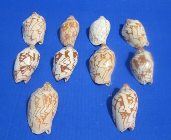 Wholesale Cymbiola Noblis, Noble Volute 3 inches to 4 inches - 10 pcs @ $.50 each; 100 pcs @ $.45 each