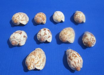 Wholesale Cymbiola Noblis, Noble Volute 3 inches to 4 inches - 10 pcs @ $.50 each; 100 pcs @ $.45 each